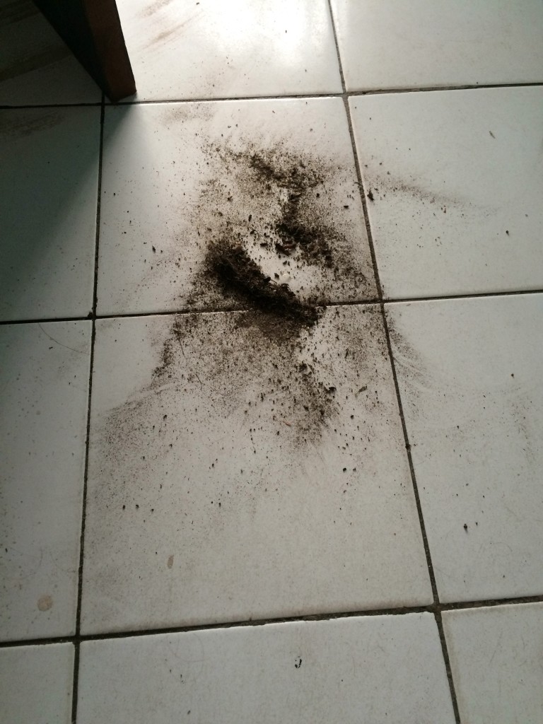 Ash people. I sweep up this much ASH every day in my house.