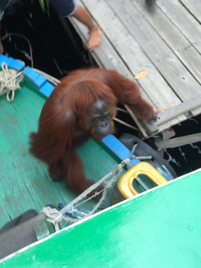 But then, she decided she wanted to hang and climbed onto our boat - while we all went shrieking to the back of the boat, ready to jump off into the crocodile infested water. 