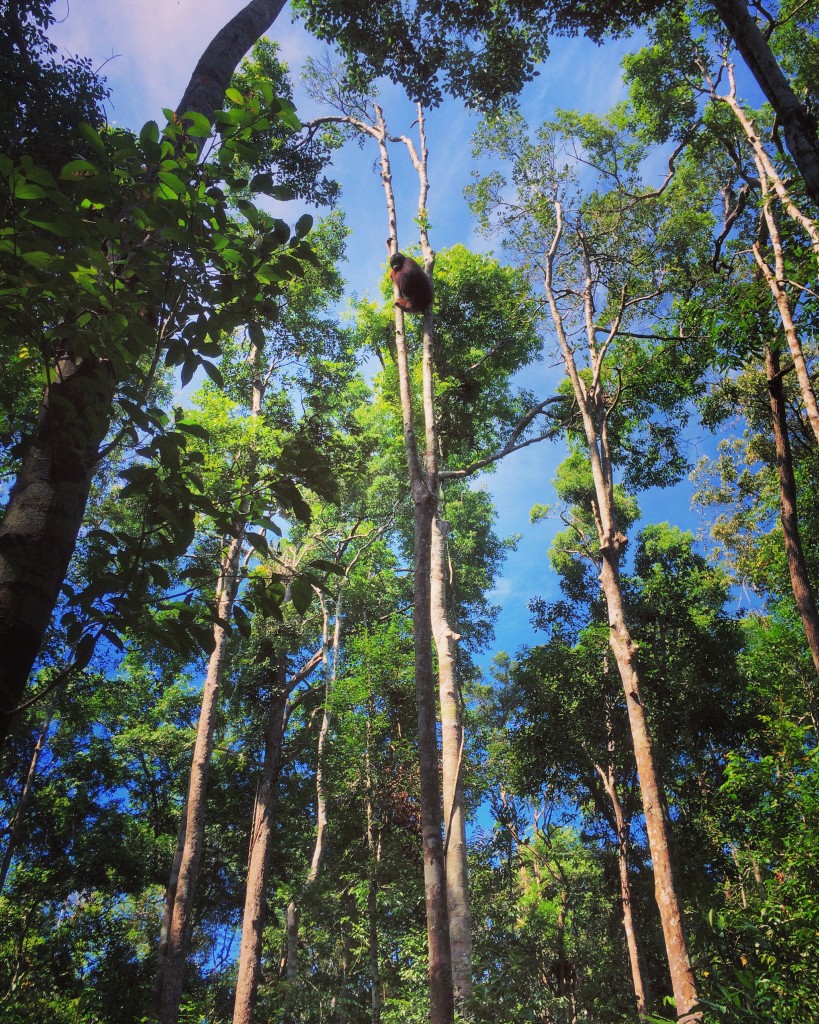 They climb up these tiny trees! I can't believe the trees can hold their weight! 