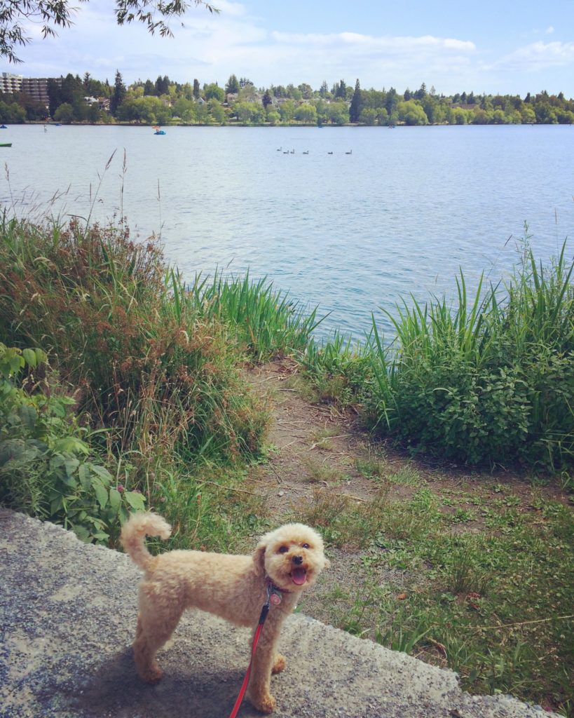 Greenlake adventures with my buddy